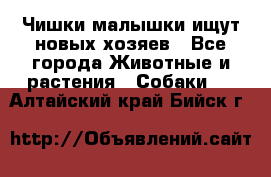   Чишки-малышки ищут новых хозяев - Все города Животные и растения » Собаки   . Алтайский край,Бийск г.